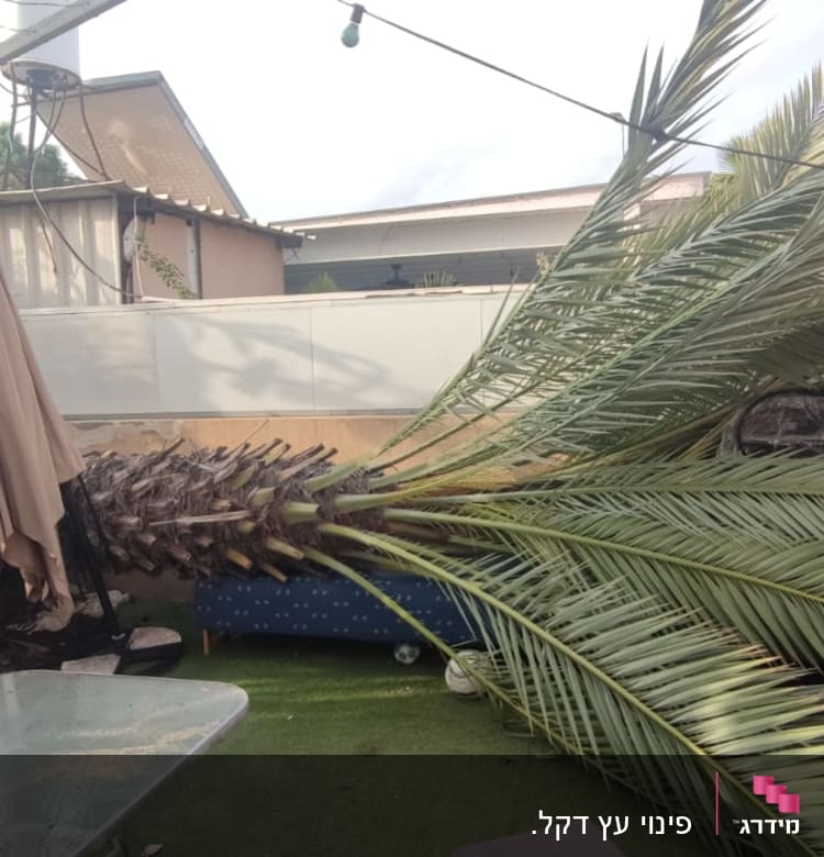 עץ דקל כרות שוכב על הקרקע בחצר